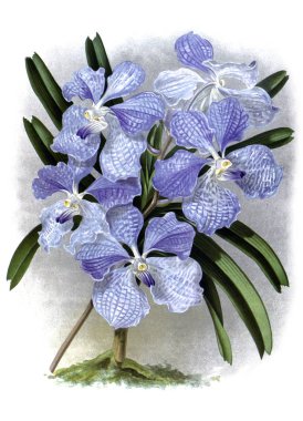 Orkide çiçek beyaz arka plan