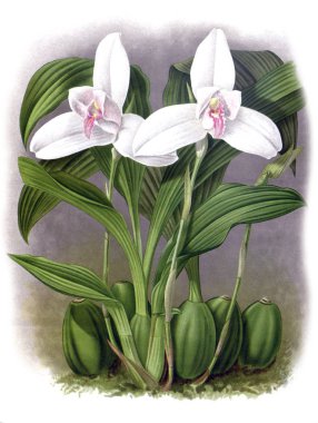 Orkide çiçek beyaz arka plan