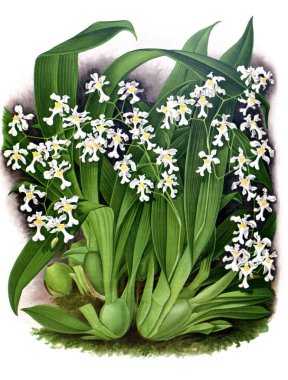 Orkide çiçek beyaz arka plan