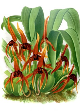 Orkide çiçek beyaz arka plan