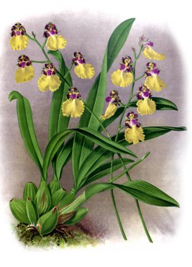 Orkide çiçek beyaz arka plan