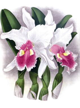 Orkide çiçek beyaz arka plan