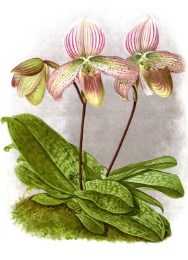 Orkide çiçek beyaz arka plan