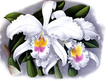 Orkide çiçek beyaz arka plan