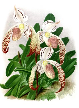 Orkide çiçek beyaz arka plan