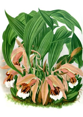 Orkide çiçek beyaz arka plan