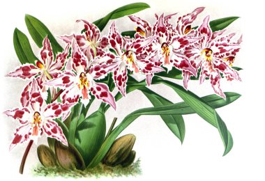 Orkide çiçek beyaz arka plan