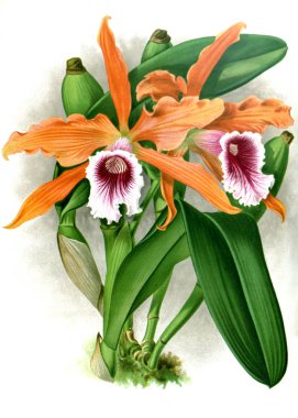 Orkide çiçek beyaz arka plan