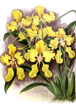 Orkide çiçek beyaz arka plan