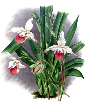 Orkide çiçek beyaz arka plan