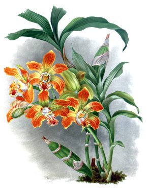 Orkide çiçek beyaz arka plan