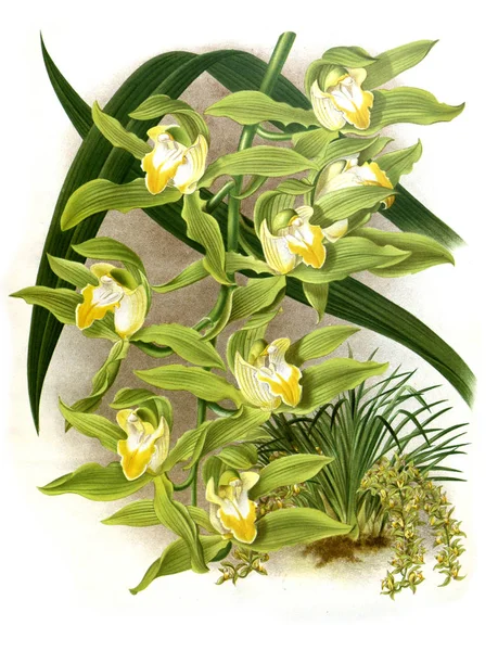 Orkide çiçek beyaz arka plan