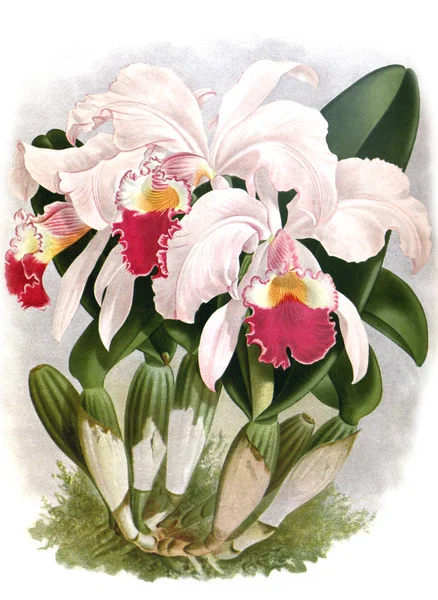 Orhidee Flori Fundal Alb — Fotografie, imagine de stoc