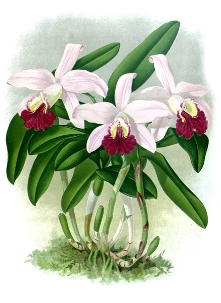 Fondo Bianco Del Fiore Del Orchid — Foto Stock