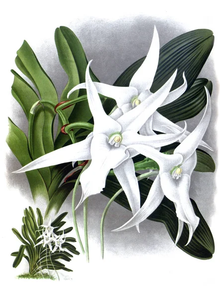 Orkide çiçek beyaz arka plan