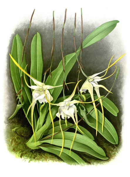 Orquídea Flor Fondo Blanco — Foto de Stock