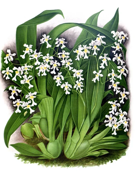 Orkide çiçek beyaz arka plan