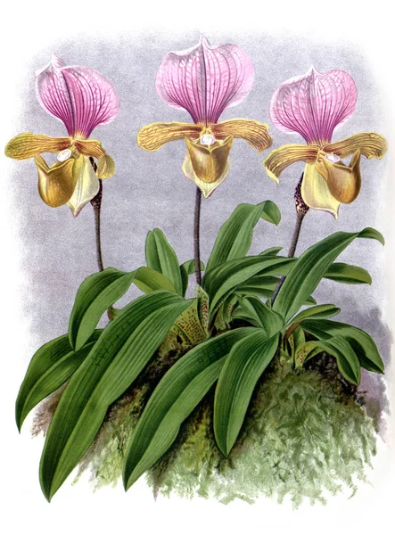 Orhidee Flori Fundal Alb — Fotografie, imagine de stoc