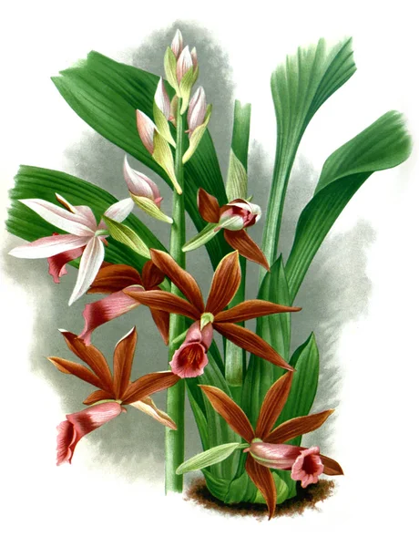 Fondo Bianco Del Fiore Del Orchid — Foto Stock