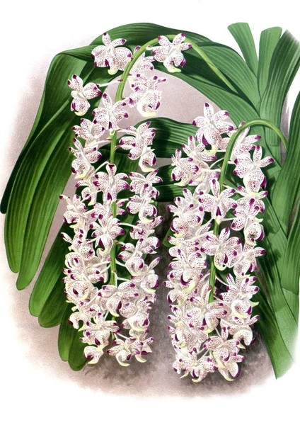 Fondo Bianco Del Fiore Del Orchid — Foto Stock