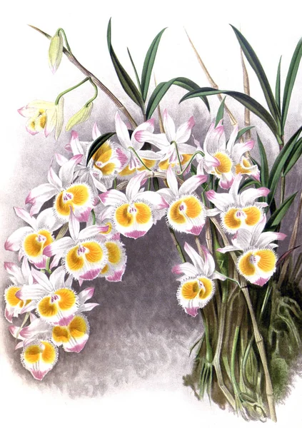 Orquídea Flor Fondo Blanco —  Fotos de Stock