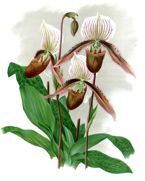 Fondo Bianco Del Fiore Del Orchid — Foto Stock