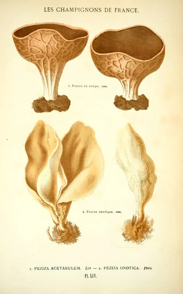 Ilustração Cogumelos Imagem Antiga — Fotografia de Stock