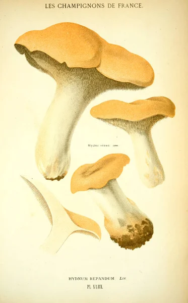 Ilustração Cogumelos Imagem Antiga — Fotografia de Stock