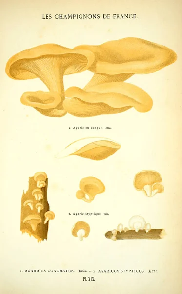 Ilustração Cogumelos Imagem Antiga — Fotografia de Stock