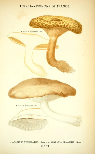 Ilustração Cogumelos Imagem Antiga — Fotografia de Stock