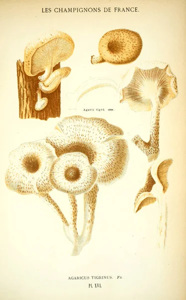 Illustration Mushrooms Old Image — Stock Photo, Image