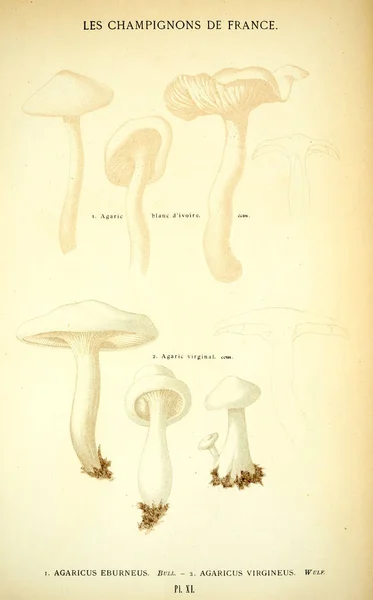 Ilustração Cogumelos Imagem Antiga — Fotografia de Stock