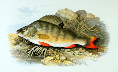 Balık Illustration. Eski resim