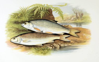 Balık Illustration. Eski resim