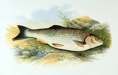 Balık Illustration. Eski resim