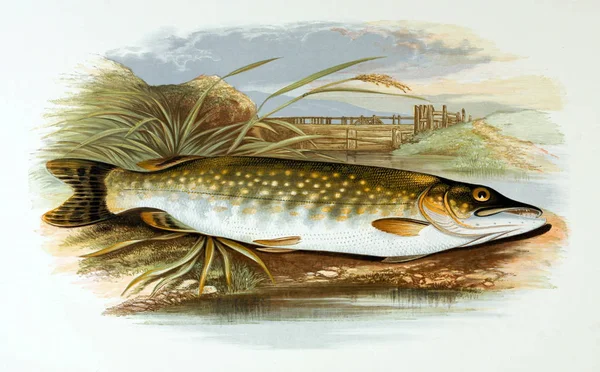 Иллюстрация Рыбы Старое Изображение — стоковое фото