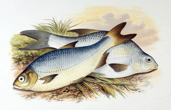 Illustration Poissons Ancienne Image — Photo