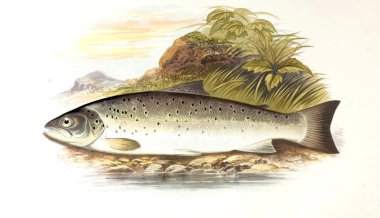 Balık Illustration. Eski resim