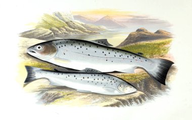 Balık Illustration. Eski resim