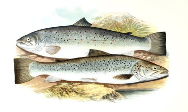 Balık Illustration. Eski resim