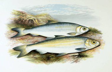 Balık Illustration. Eski resim