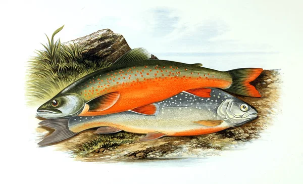 Balık Illustration. Eski resim