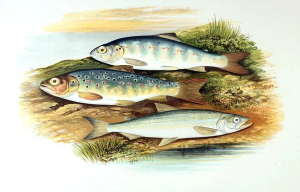 Illustration Fisk Gammelt Billede - Stock-foto