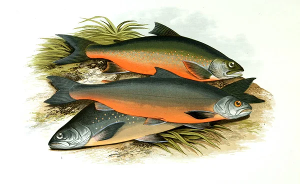 ภาพประกอบของปลา ภาพเก — ภาพถ่ายสต็อก