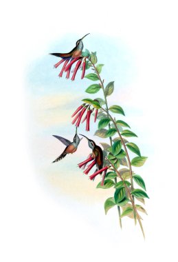 Sinek kuşu Illustration. Eski resim