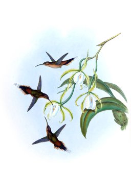 Sinek kuşu Illustration. Eski resim