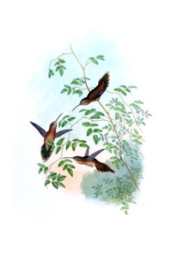 Sinek kuşu Illustration. Eski resim