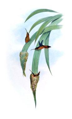 Sinek kuşu Illustration. Eski resim