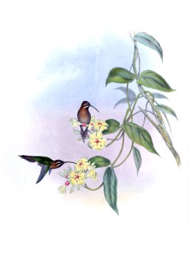 Sinek kuşu Illustration. Eski resim