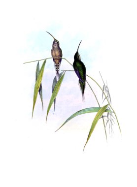 Sinek kuşu Illustration. Eski resim